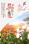郁金香