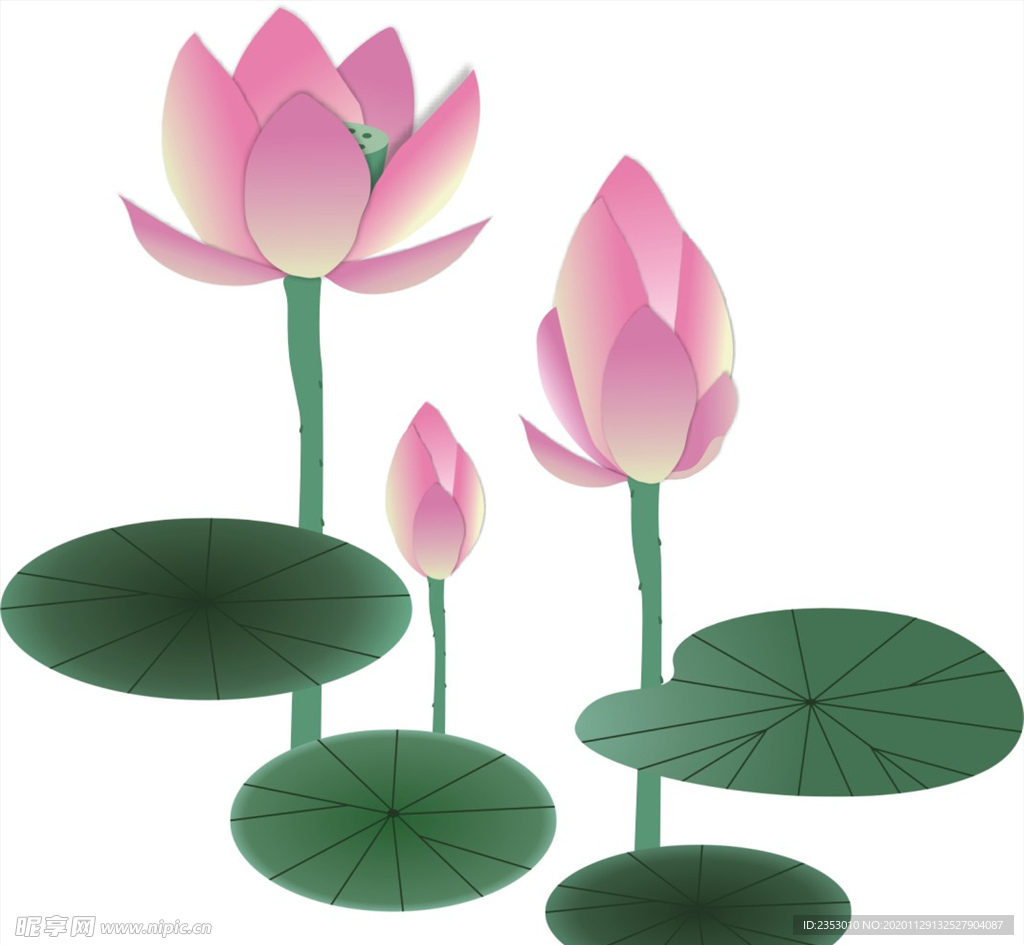 荷花