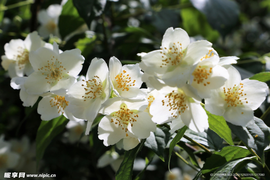 茉莉花