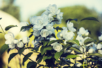 茉莉花