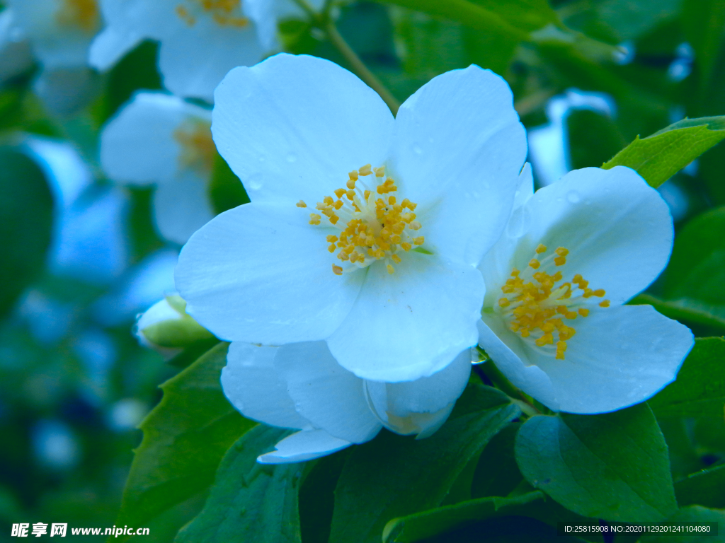 茉莉花