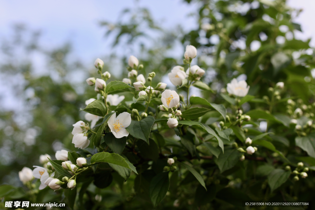 茉莉花