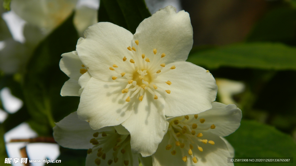 茉莉花