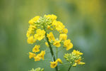 油菜花