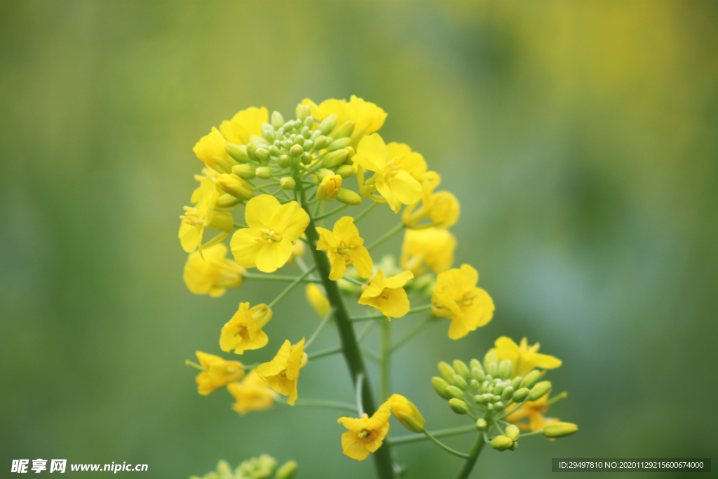 油菜花