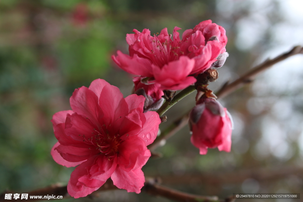 桃花