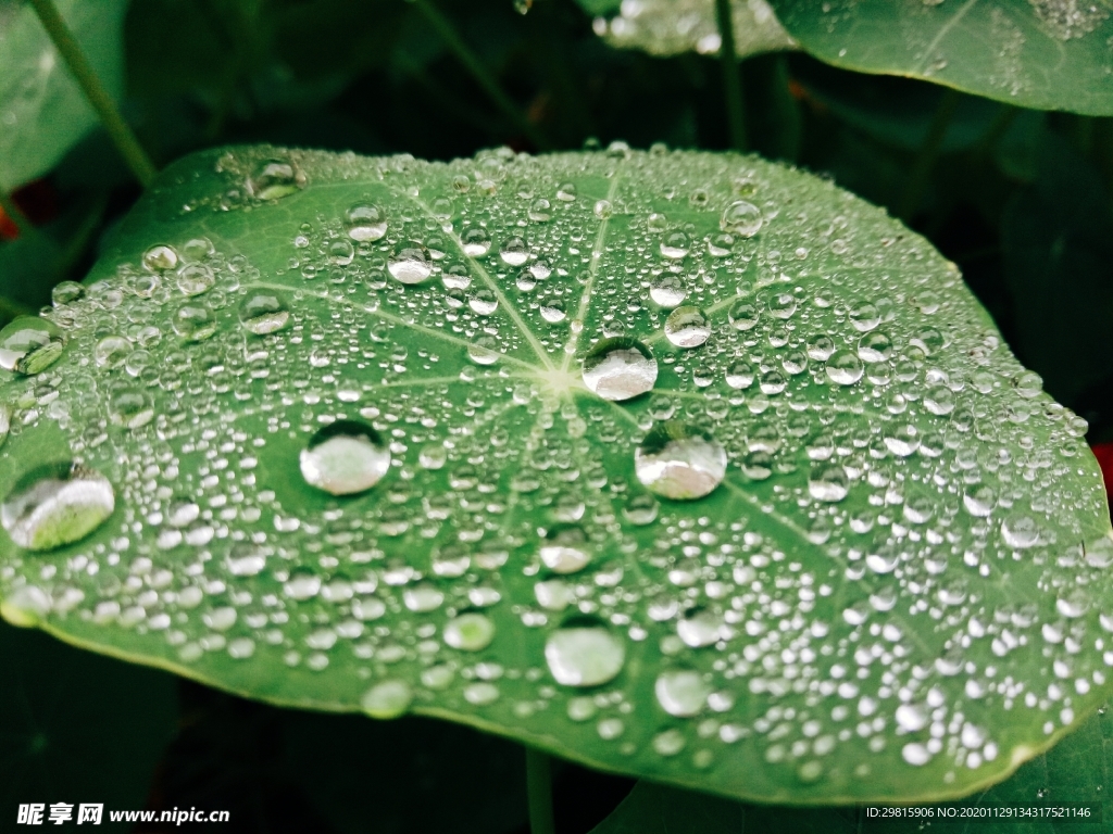 叶子上的雨珠