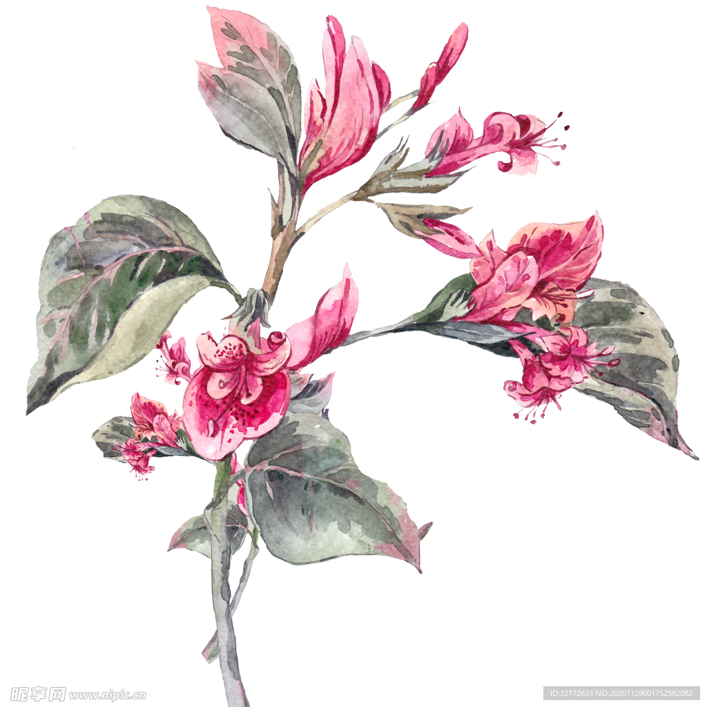 水彩花卉高清素材