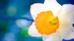 花壁纸