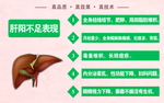 肝脏