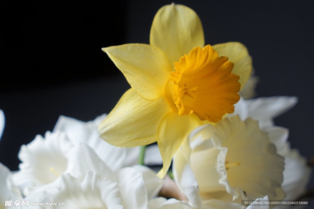 漂亮的黄色水仙花