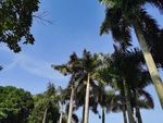 棕榈树蓝天
