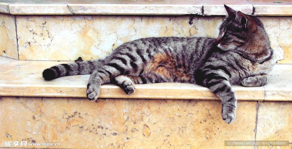 猫