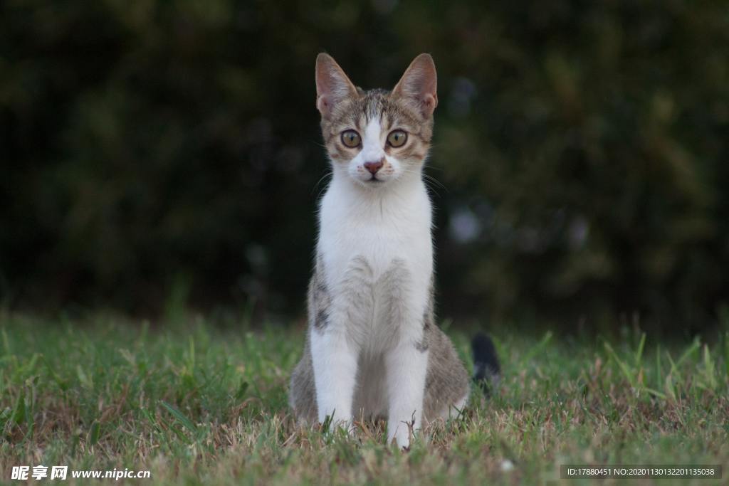 猫