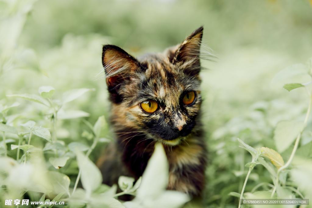 猫