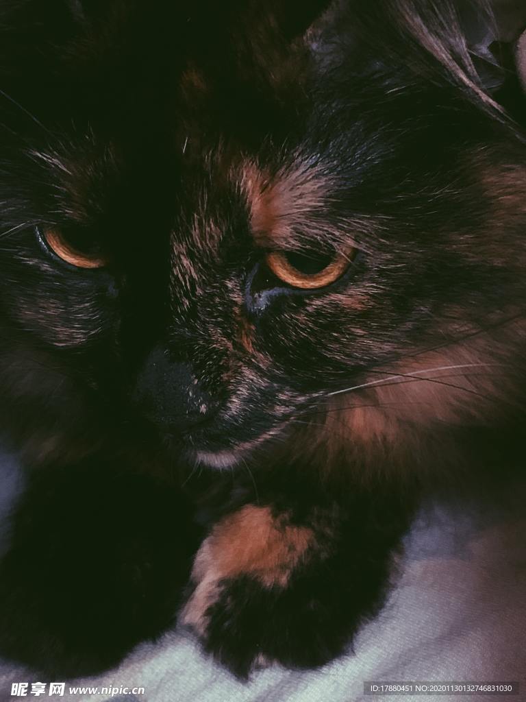 猫