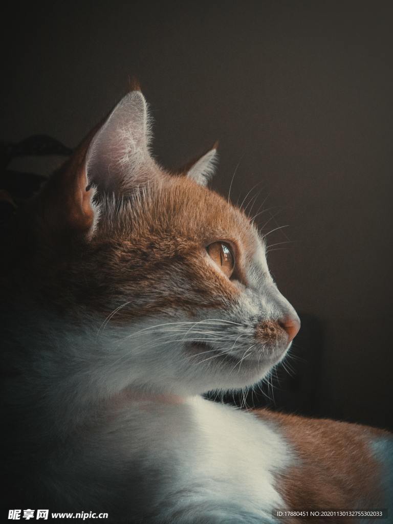 猫