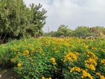 黄色小花