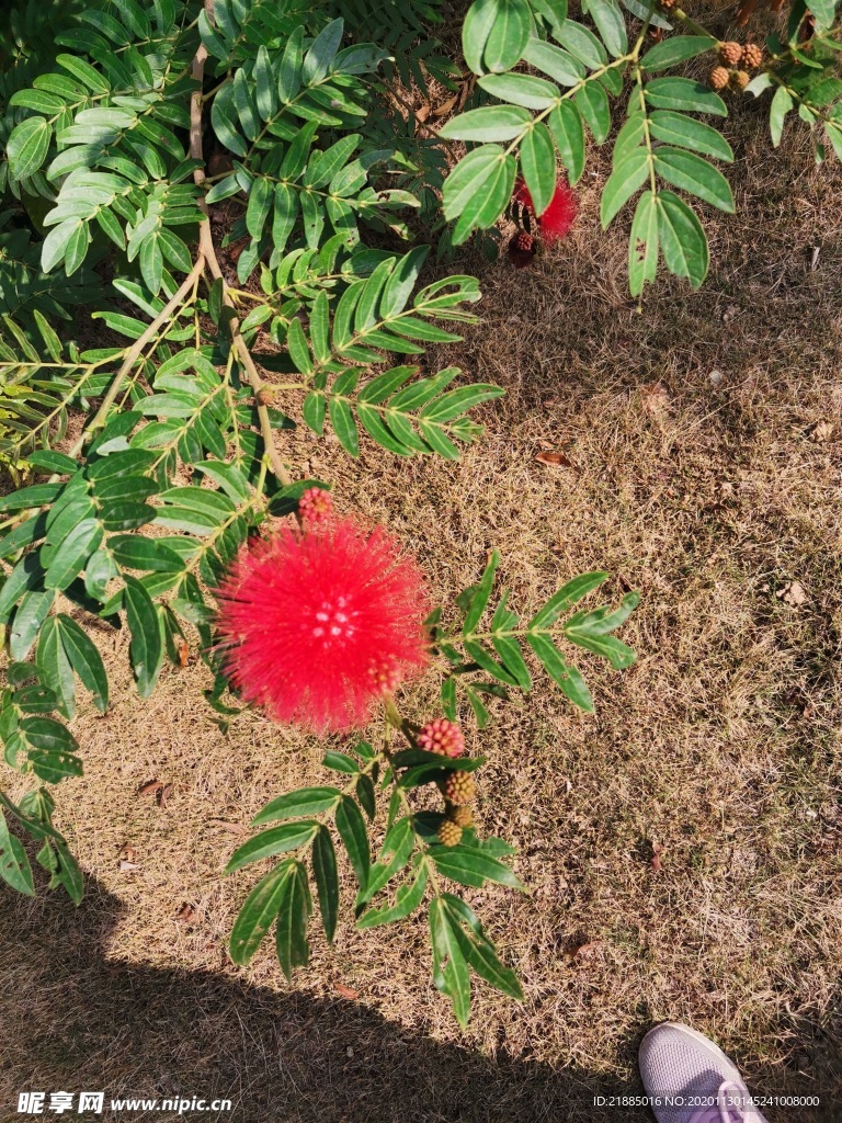 小红花