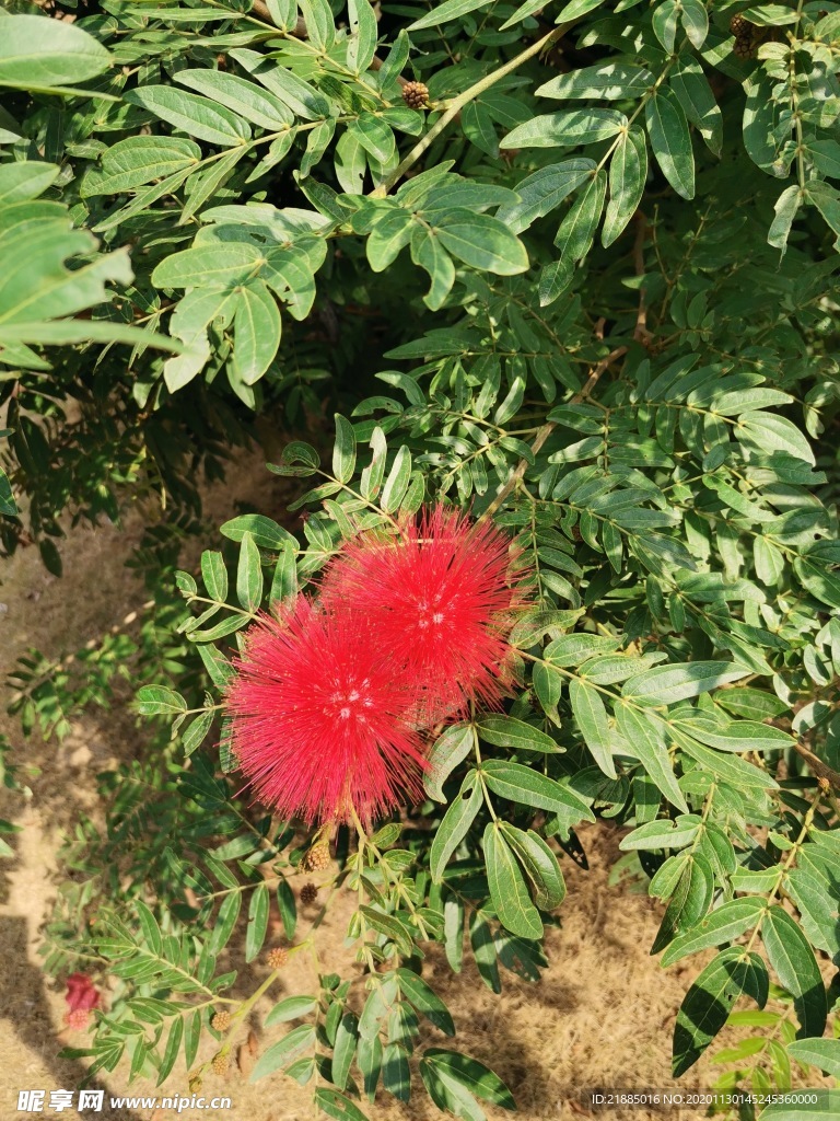 小红花