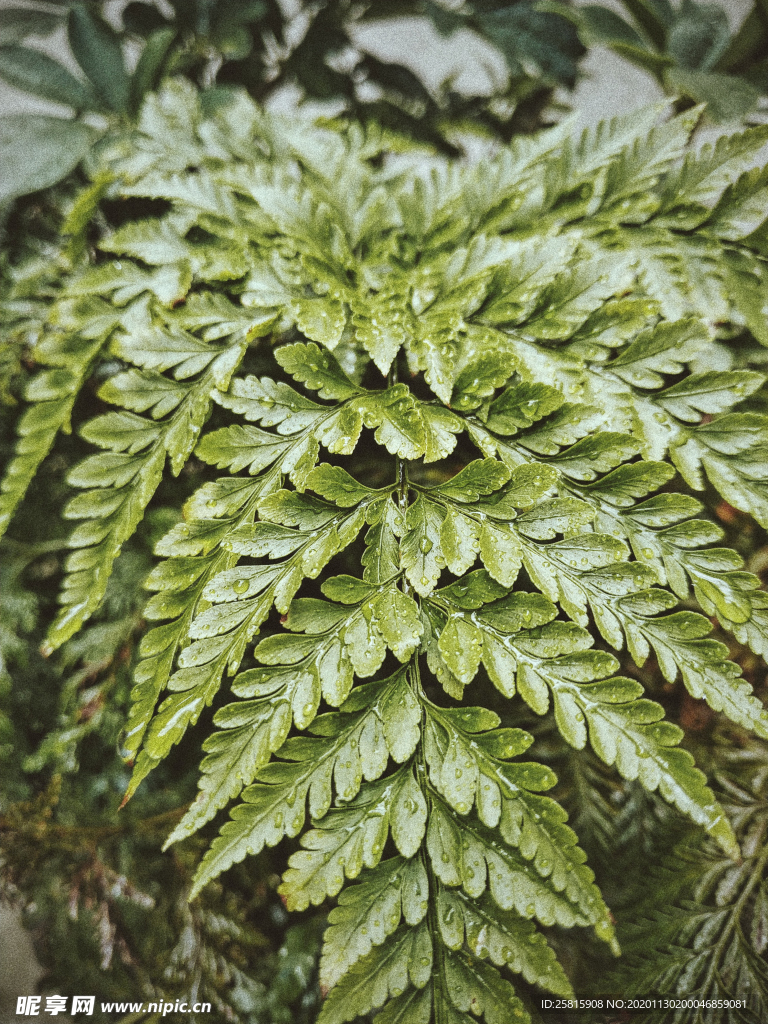 蕨菜