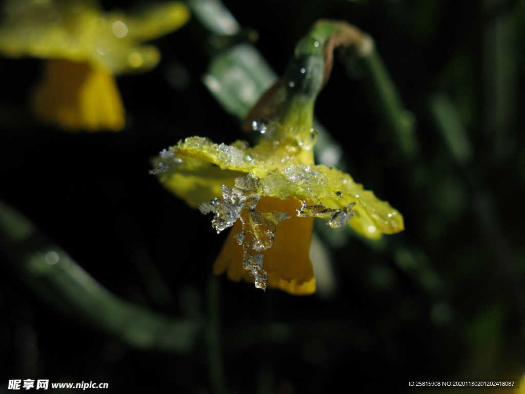 水仙花