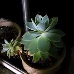 多肉植物