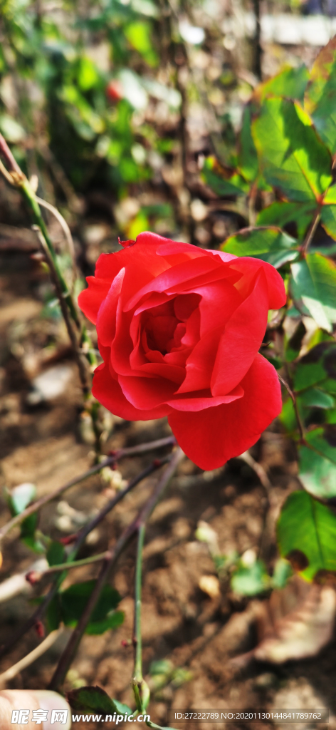 月季花