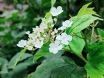 鸡树条