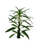 芝麻