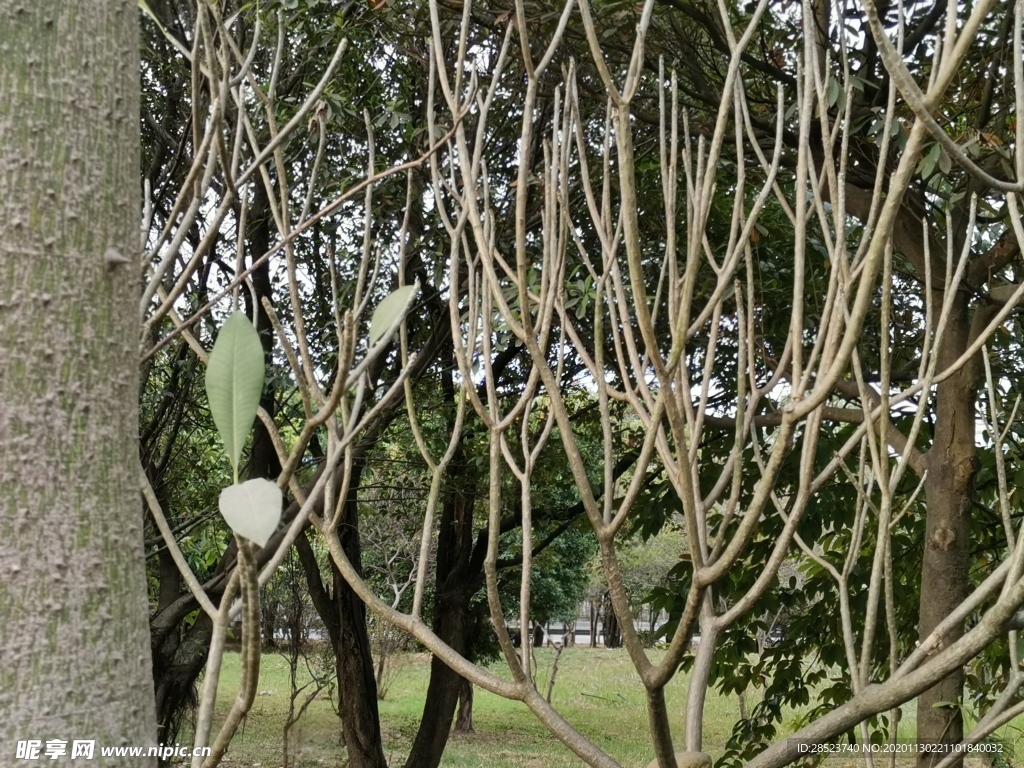 树干