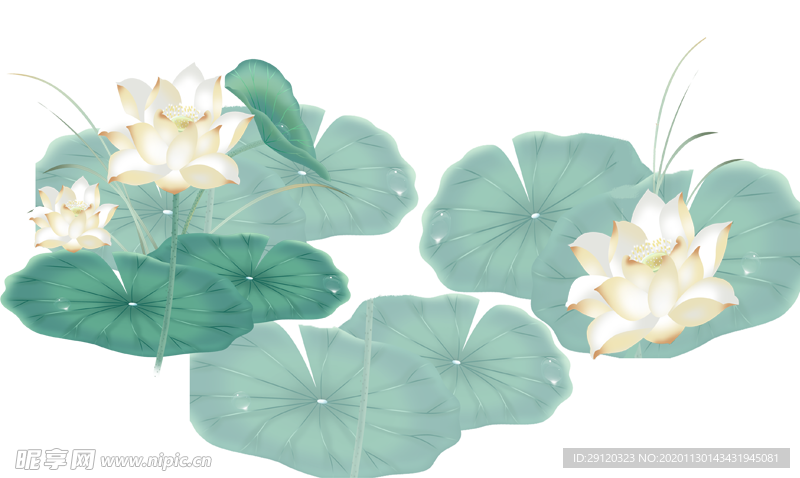 荷花插画