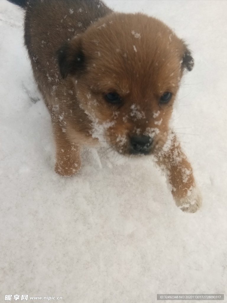 趟风冒雪