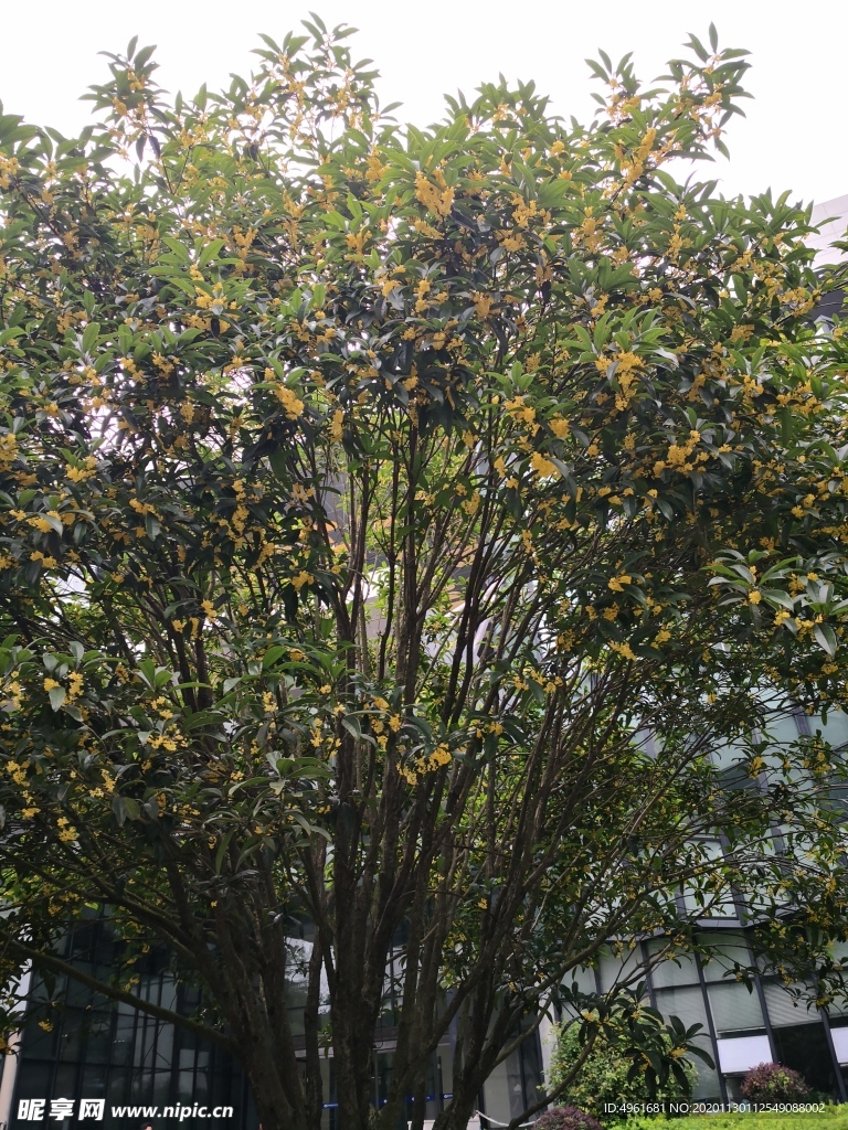 桂花树