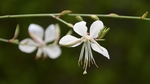 白色芙蓉花