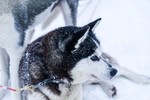 雪橇犬