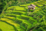 唯美梯形农田风景