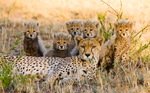 一群可爱的小猎豹