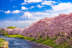 富士山前的樱花