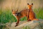 两只红狐狸摄影图片