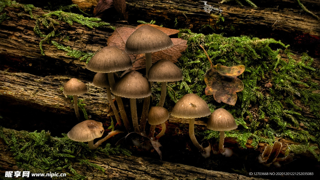 风景