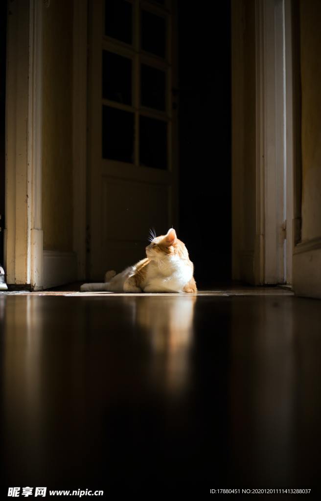 猫
