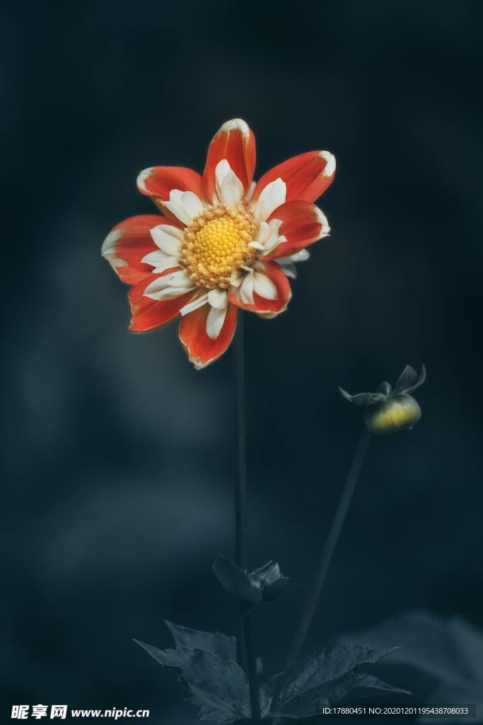 花卉