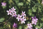 花卉