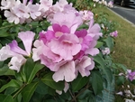 花卉