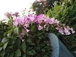 花卉