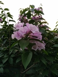 花卉