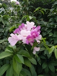 花卉