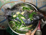 海鱼
