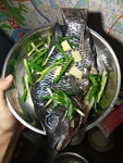 海鱼